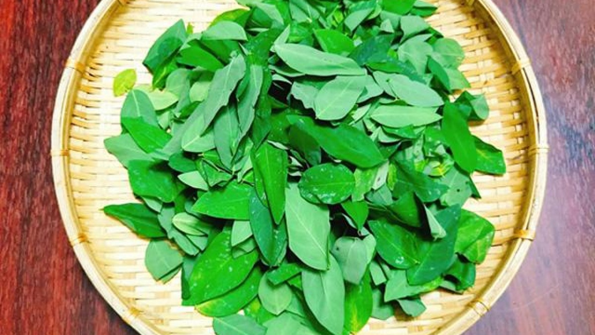 Sử dụng lá rau ngót để giảm nhẹ các triệu chứng của viêm loét miệng lưỡi