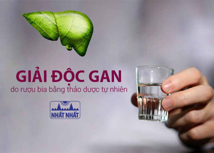  giải độc gan sau khi uống bia rượu bằng thảo dược tự nhiên