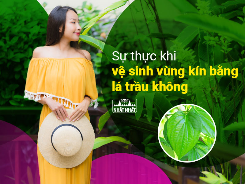 vệ sinh vùng kín bằng lá trầu không