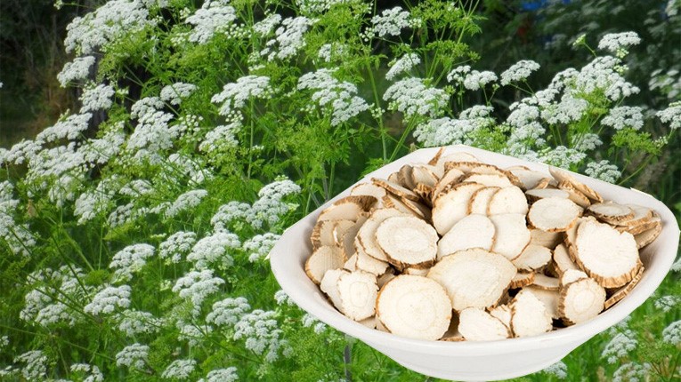 Bạch chỉ là loại thảo dược được dùng để chữa bệnh tai mũi họng