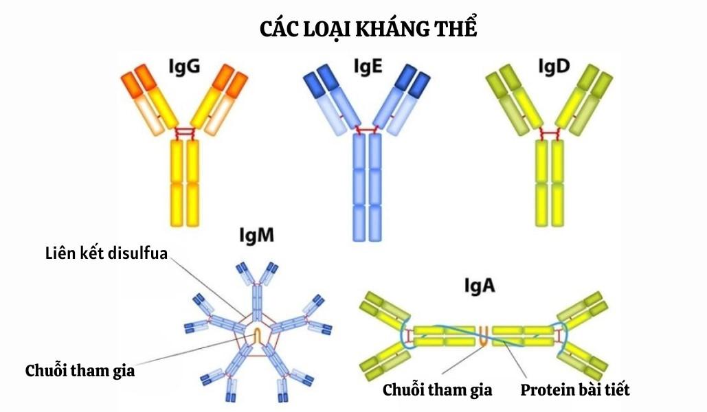 Các loại kháng thể có trong cơ thể