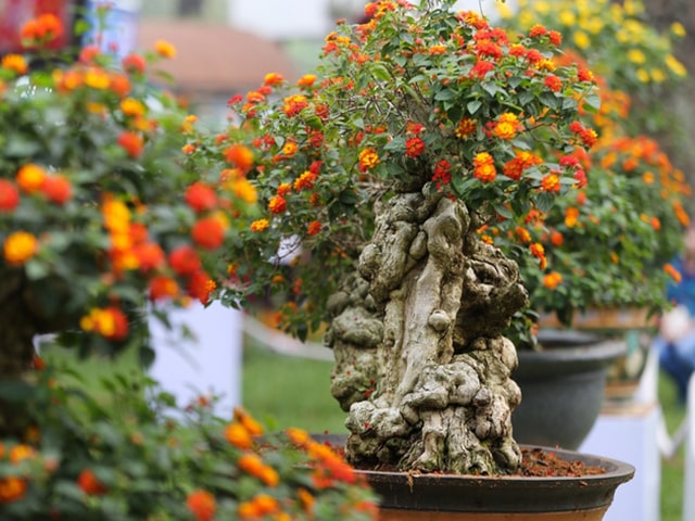 Cây hoa ngũ sắc có khả năng xua đuổi muỗi