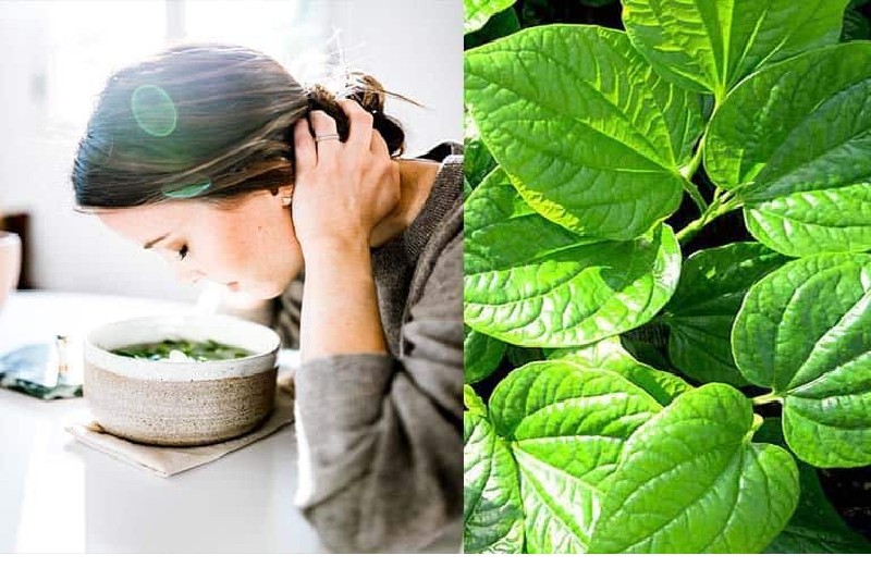 chữa viêm xoang bằng lá trầu không