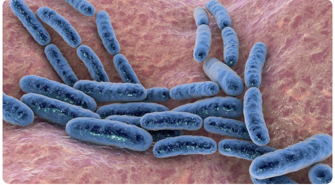 Có nhiều loại vi khuẩn có lợi sống trong đường ruột