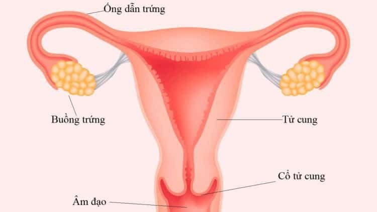 công dụng của bao cao su