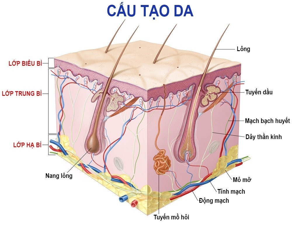 Da mỏng nổi mạch máu