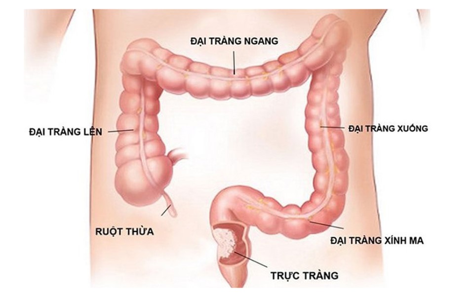 Đặc điểm cấu tạo của đại tràng và đại tràng sigma