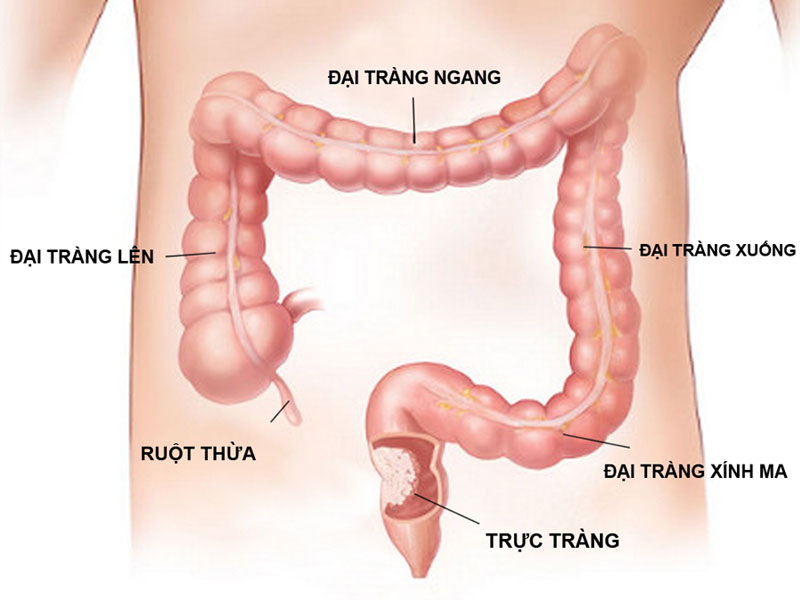 đại tràng là gì