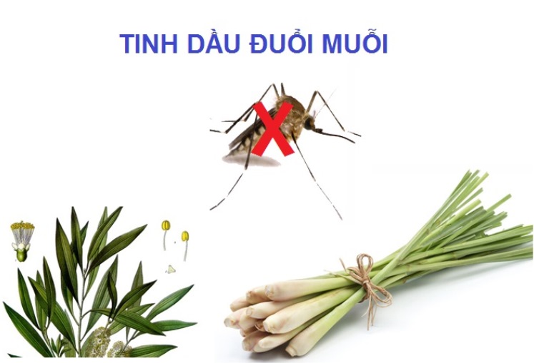 Để xua đuỗi muỗi bay vào phòng, bạn có thể sử dụng những loại tinh dầu