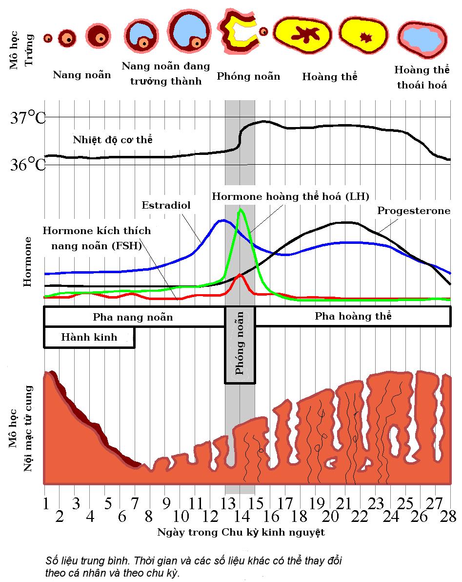 điều trị đau bụng kinh