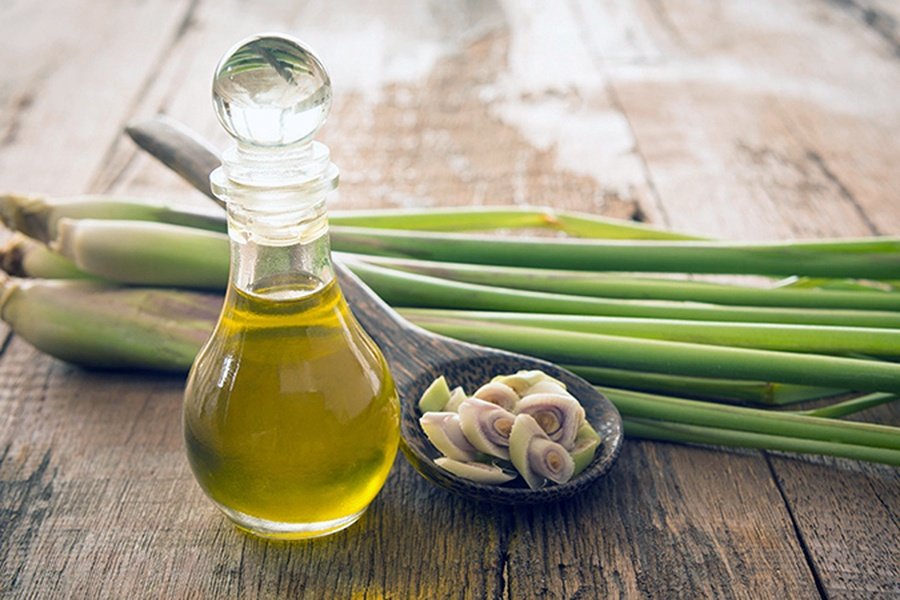 Dùng sả chanh để xua đuổi ruồi muỗi trong nhà hiệu quả