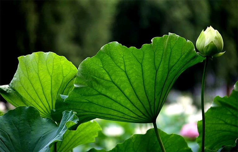 gan nhiễm mỡ uống gì