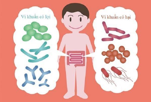 Hệ vi sinh cân bằng giúp đường ruột khỏe mạnh