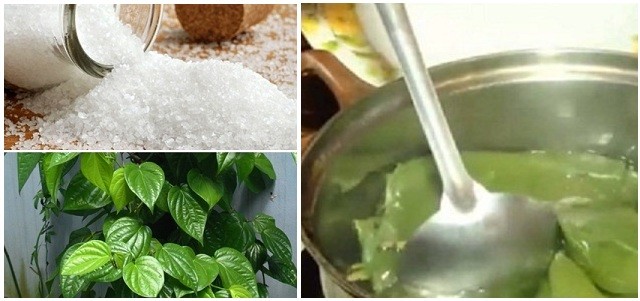 lá trầu không chữa bệnh phụ khoa