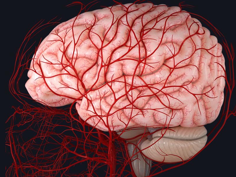 máu không lưu thông lên não
