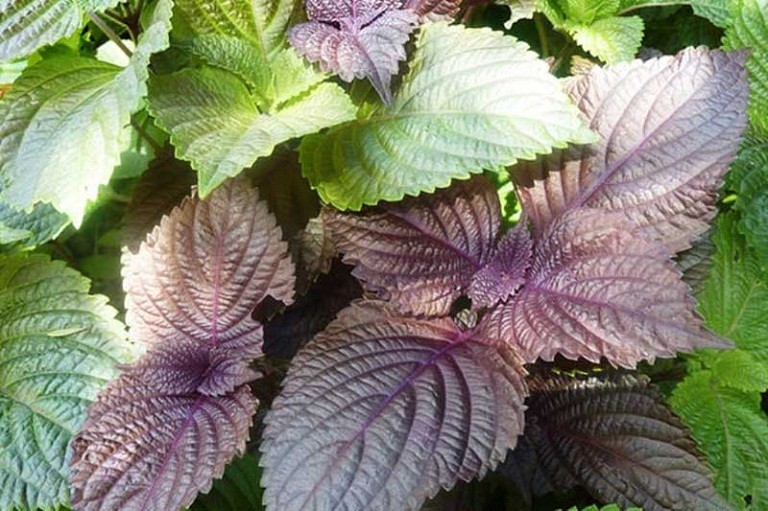 Các nguyên nhân phổ biến gây ra mề đay mẩn ngứa