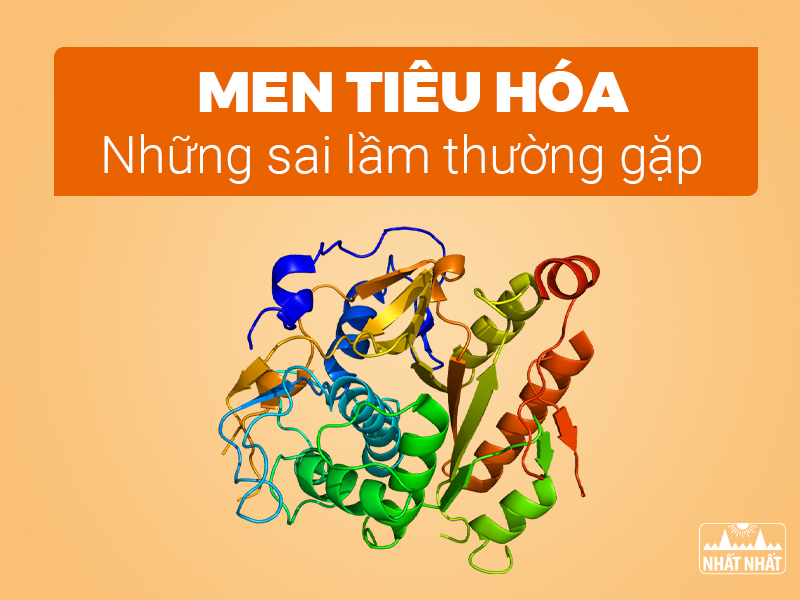 Men tiêu hóa hay các enzym tiêu hóa được bổ sung vào cơ thể giúp phân giải thức ăn