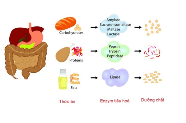 Men tiêu hóa sống 
