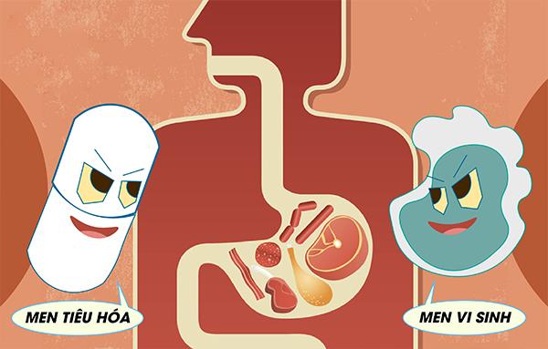 Men vi sinh và men tiêu hóa có bản chất hoàn toàn khác nhau