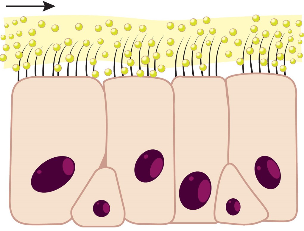 mẹo trị sổ mũi cho bé