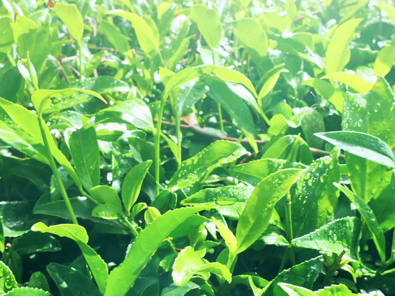 trị mụn trứng cá bọc