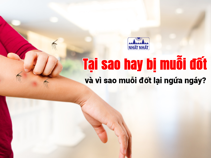 Muỗi nhận biết con mồi qua mùi và nhiệt độ cơ thể