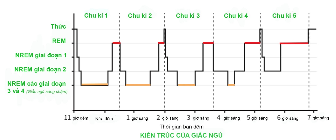 Ngủ không sâu giấc hay nằm mơ