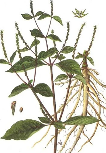 Ngưu tất có khả năng mở rộng các mạch máu