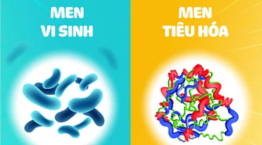 Phân biệt tác dụng của men vi sinh và men tiêu hóa