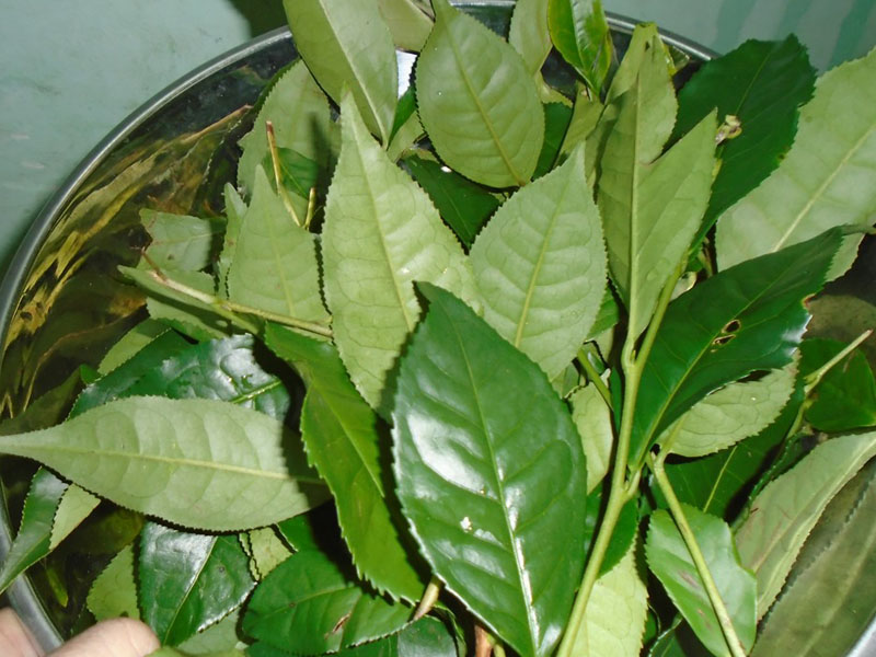 rửa vết bỏng bằng gì