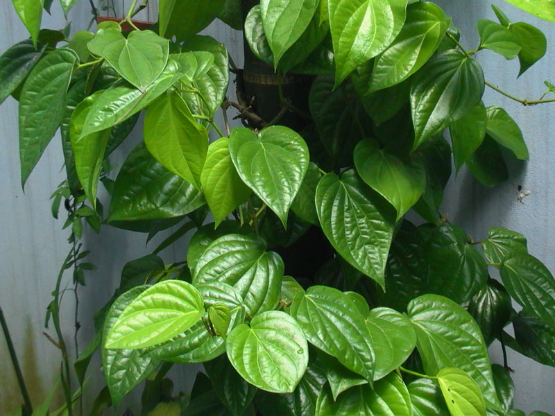 rửa vết bỏng bằng gì