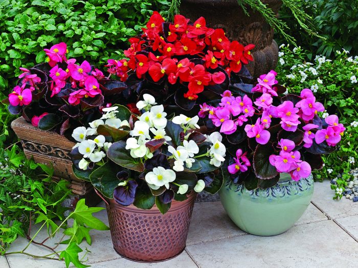 Sen cạn là cây đuổi muỗi để trong nhà được nhiều người yêu thích