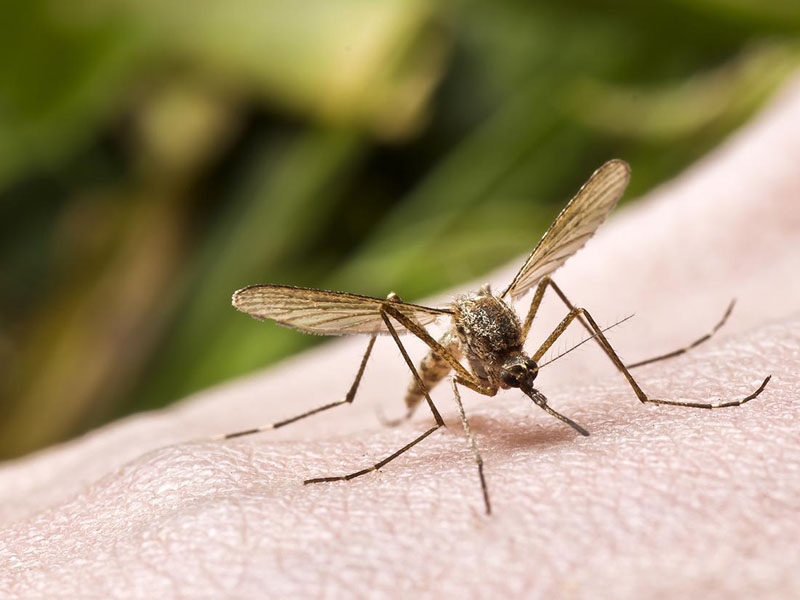 sốt xuất huyết bệnh học