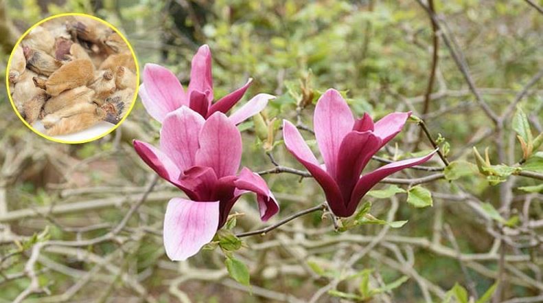 Tân di hoa có tác dụng giảm nghẹt mũi, chảy nước mũi do viêm xoang