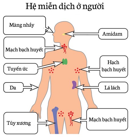 cách tăng miễn dịch cơ thể