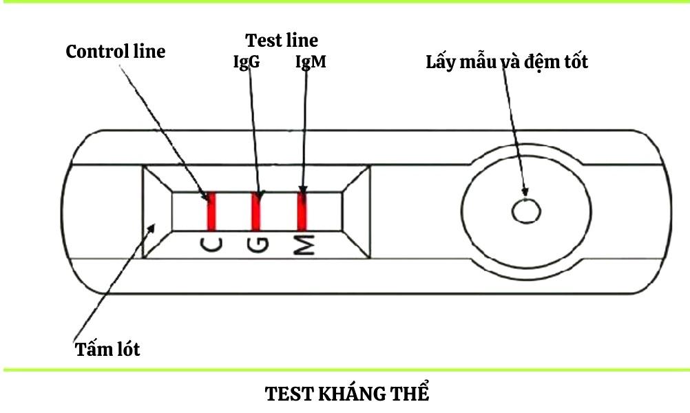 Test kháng thể giúp nhận biết và đánh giá kháng thể trong cơ thể