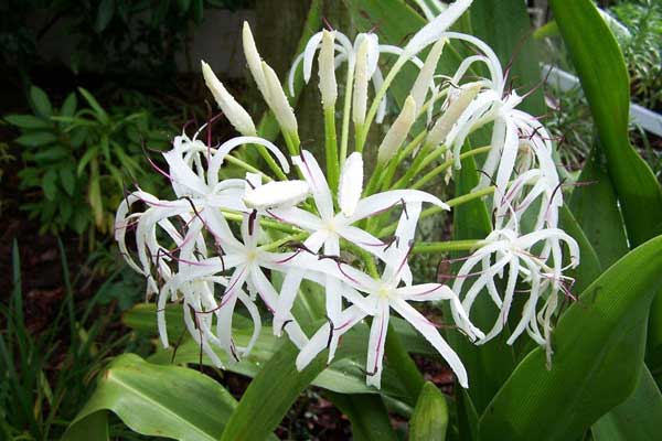 u xơ phì đại tuyến tiền liệt