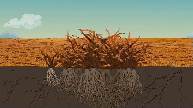 thuốc Đông y so với Tây y