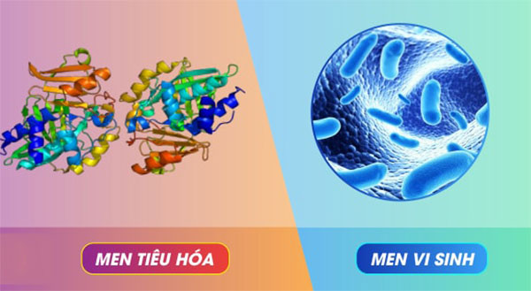 Tìm hiểu tác dụng của men tiêu hóa với men vi sinh
