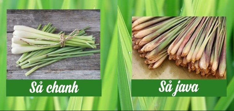 Dùng tinh dầu sả đuổi muỗi 