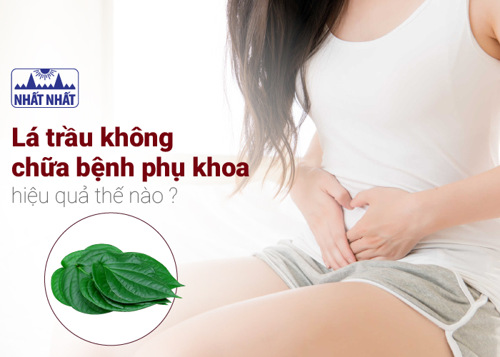 lá trầu không chữa bệnh phụ khoa