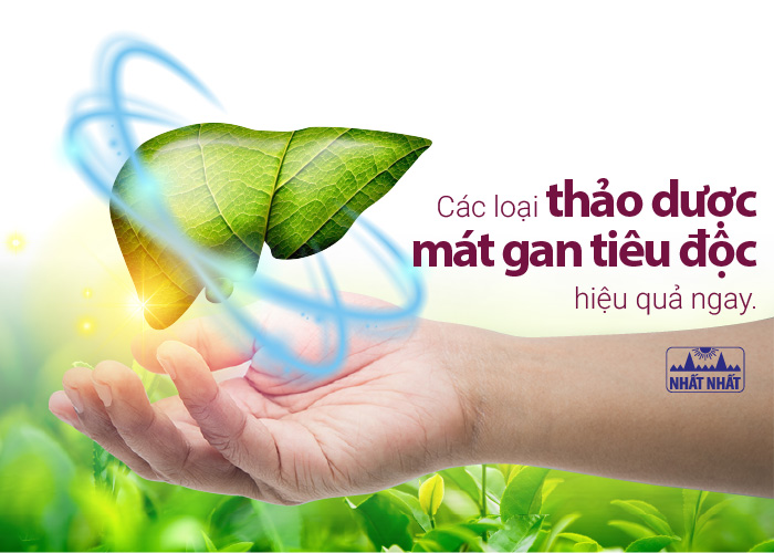 thảo dược mát gan