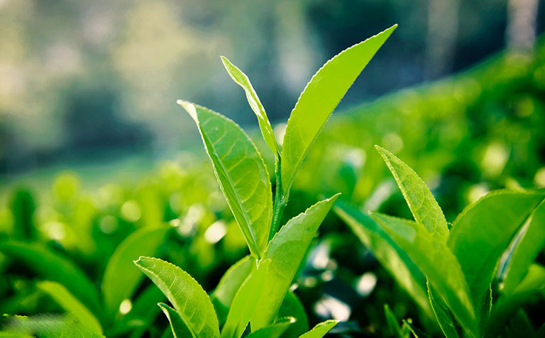 Trà xanh là loại thảo dược nổi tiếng chữa bệnh vẩy nến