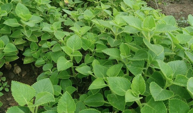 trẻ ho có đờm phải làm sao