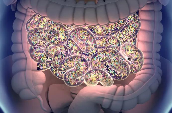 Trong đường ruột có một quần thể vi sinh vật