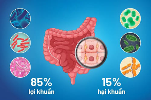 Trong đường ruột của con người có hàng chục nghìn tỷ vi khuẩn