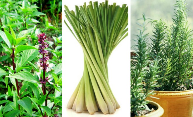 Trồng một số cây đuổi muỗi quanh nhà để phòng tránh muỗi đốt