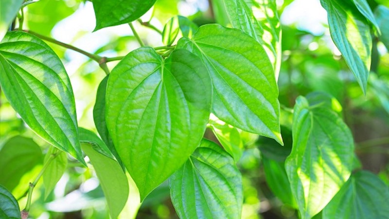 vệ sinh vùng kín bằng lá trầu không