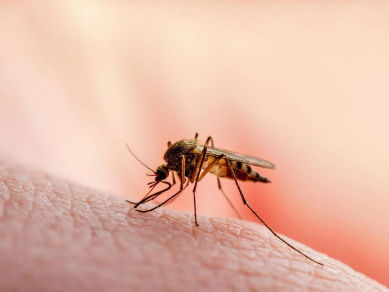 kem bôi muỗi đốt