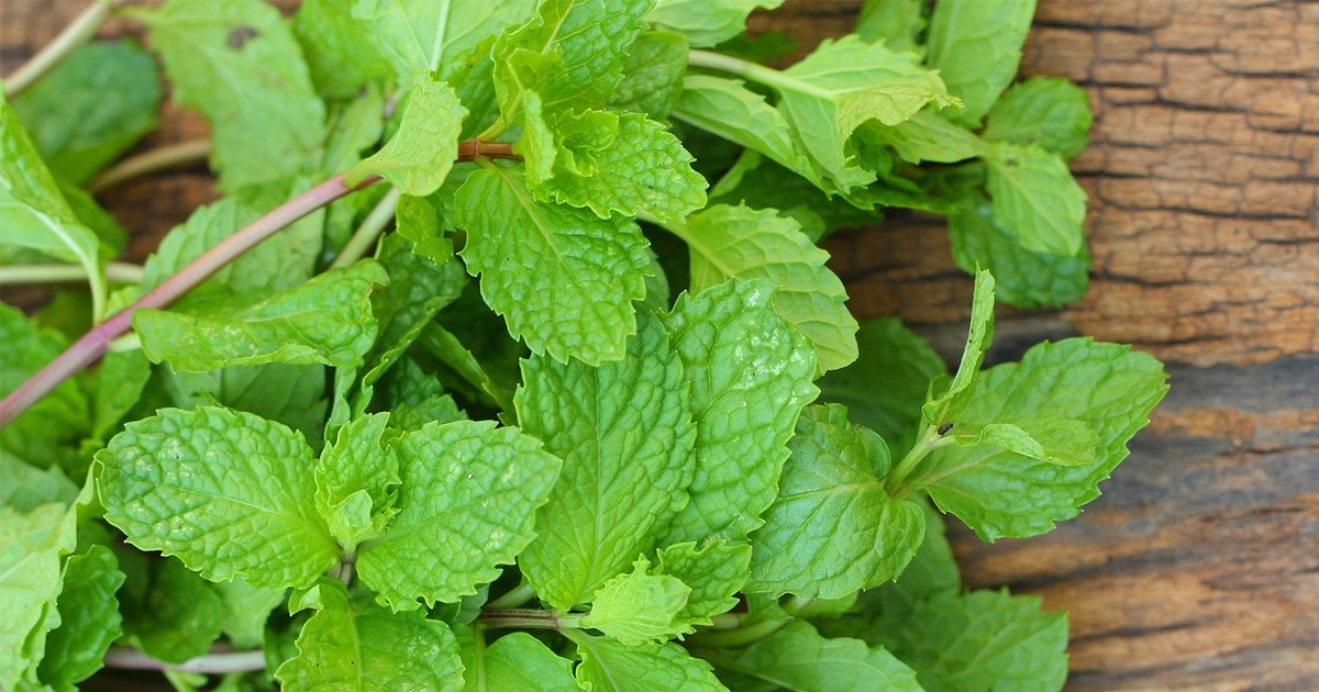 viêm amidan ở trẻ 2 tuổi